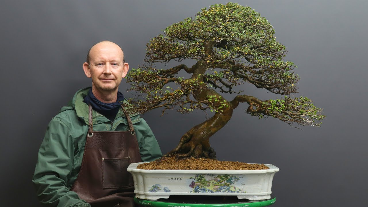 How to repot a deciduous bonsai tree: tools and technique.