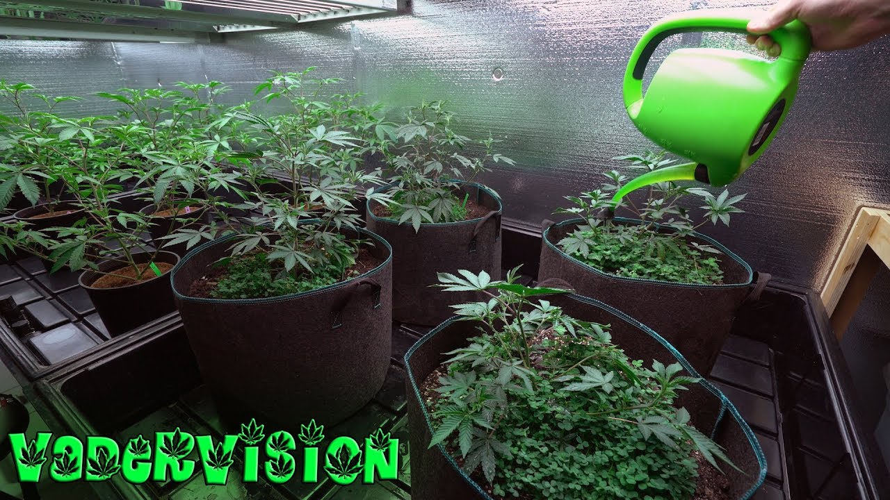 2018 Cali Legal Grow * Day 31 *  Bokashi Tips and Tricks for Living Soil