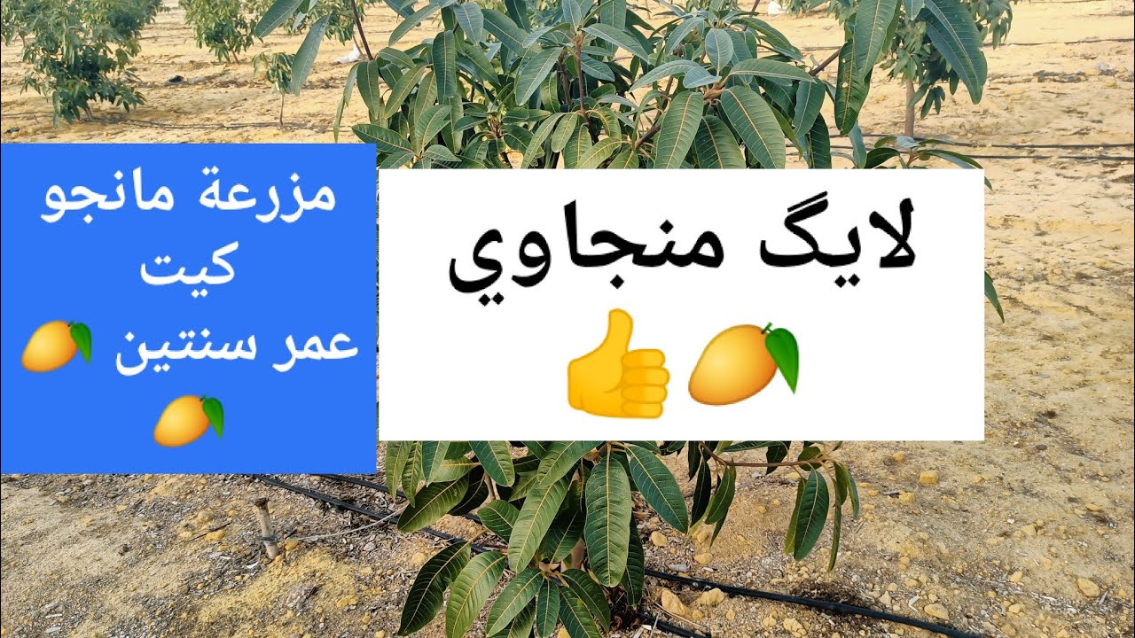مزرعة مانجو كيت عمر سنتين في وسط صحراء وادي النطرون 👌🥭 | عرض نتائج تقليم 👌🥭