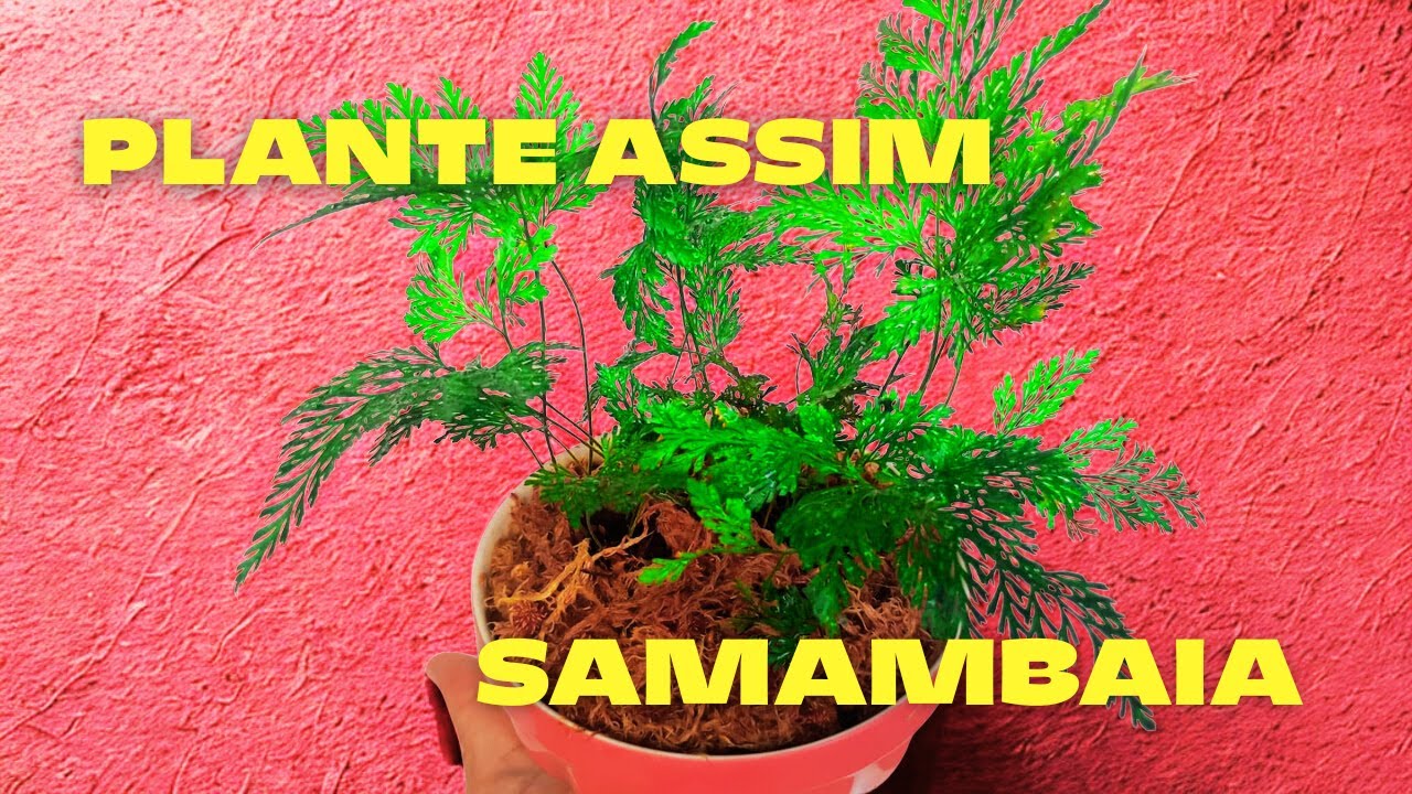 Replantei Samambaia Renda Francesa em Vaso Pequeno de Cerâmica – VEJA O RESULTADO!