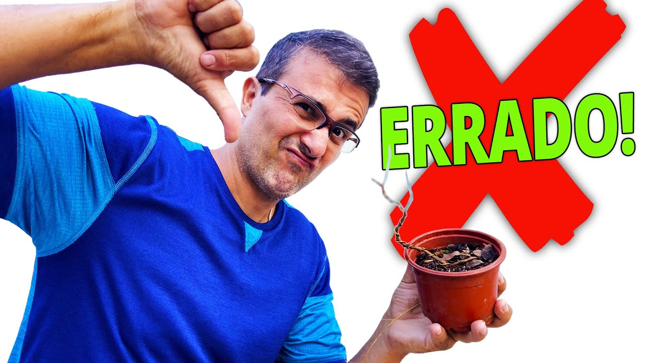 COMO ENTORTAR O TRONCO DO BONSAI - Te Ensinaram Errado!?!