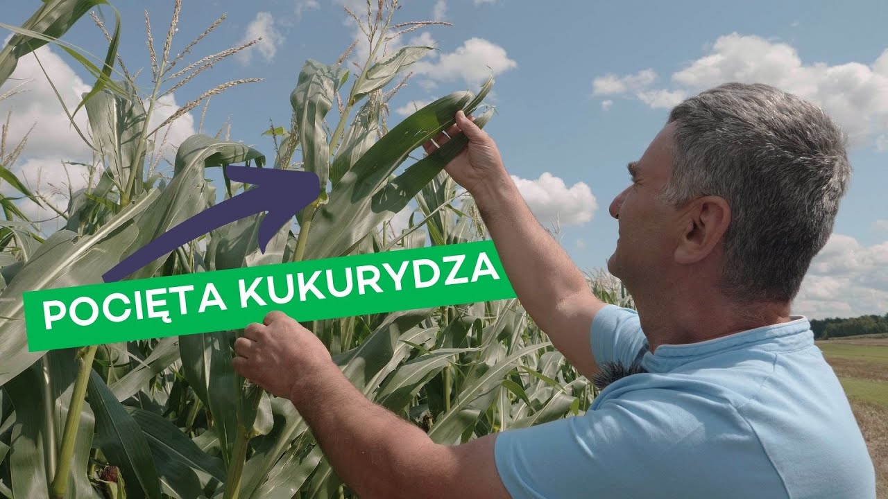 SŁABA GLEBA I RZEPAK NA 4,5 TONY? RWANE ŻNIWA U SŁAWKA -  #277 nawozy nonstop