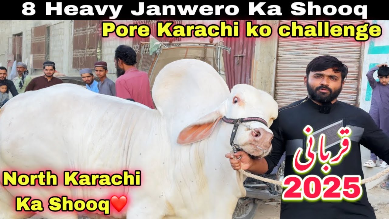 Sirf 80 Hazar Me Soda Hogya 😍 || North Karachi Ka Ghar Me Janwero Ki Sale ❤️ || Qurbani 2025