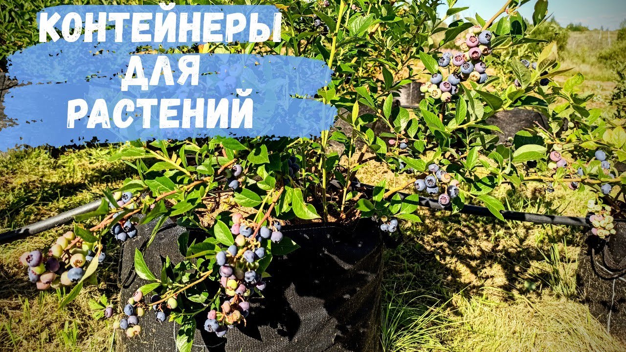 Все о выращивании растений в контейнерах