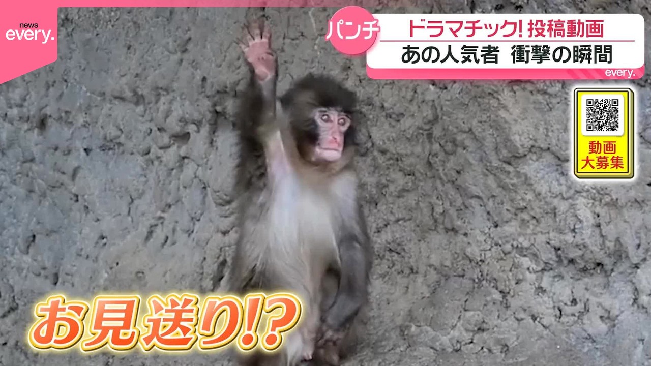 【投稿動画】人気者のパンチ君  まさかの衝撃瞬間『every.特集』