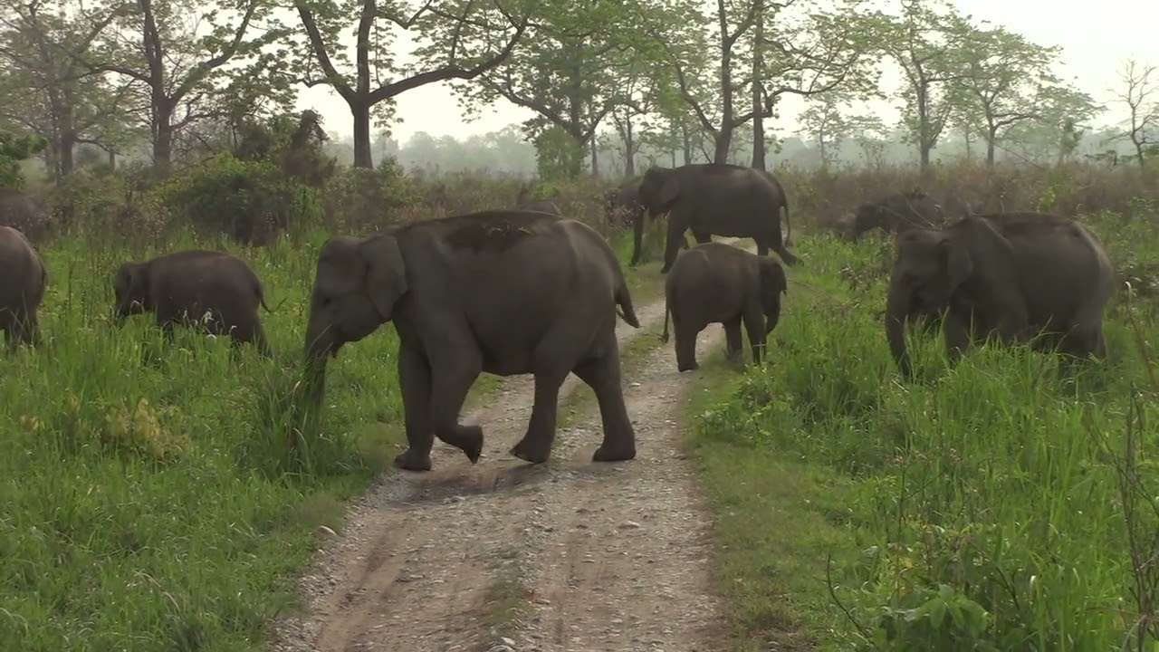 In Manas National Park a view of elephants.