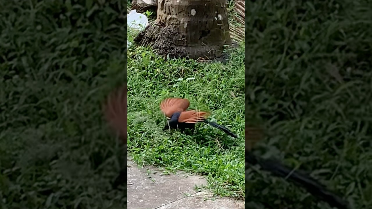 Greater Coucal (Chemboth / Mahokh) in search of Food 