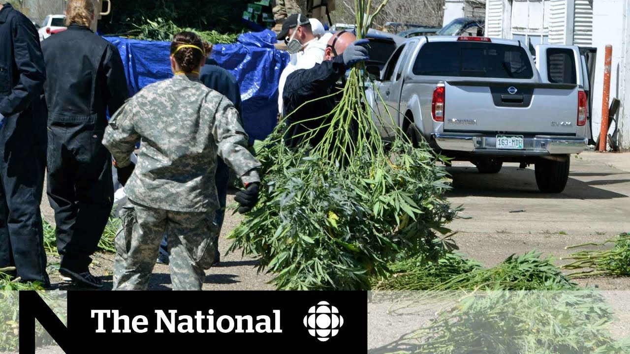 Black market for pot growing despite legalization in Colorado