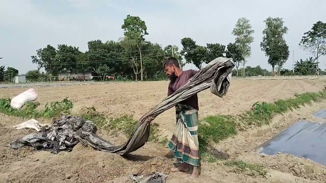 Agriculture Organization_ কৃষকেরা হাসিমুখে মালচিং এর কাজ করতেছে অনেক ভালো লাগলো | MD RAKIBUL ISLAM