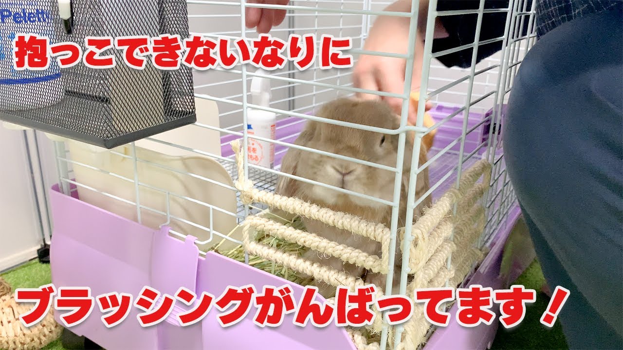 抱っこできないうさぎのブラッシング