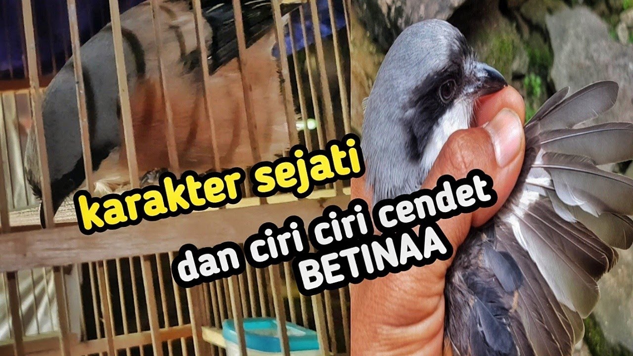 ciri ciri cendet betina dan karak ter sejati cendet betina
