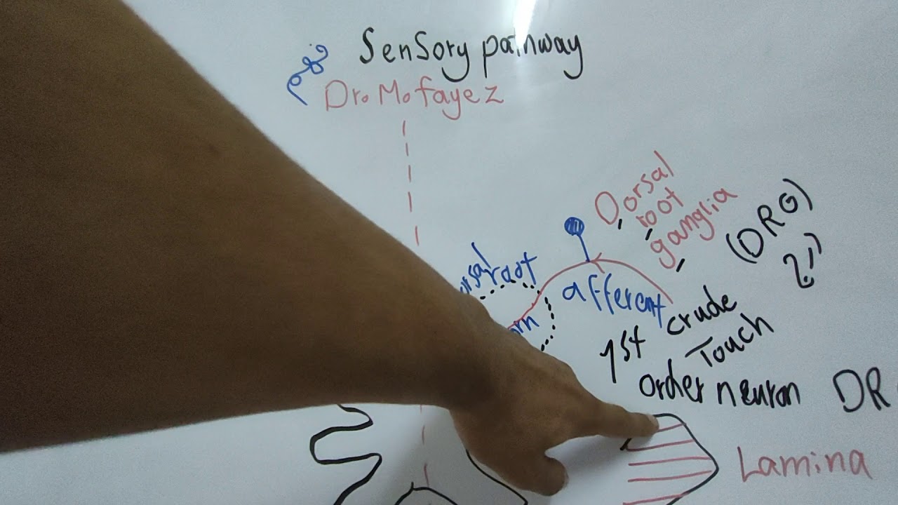 #Sensory_CNS_Dr_Mohamed_Fayez Spinothalamic Tract