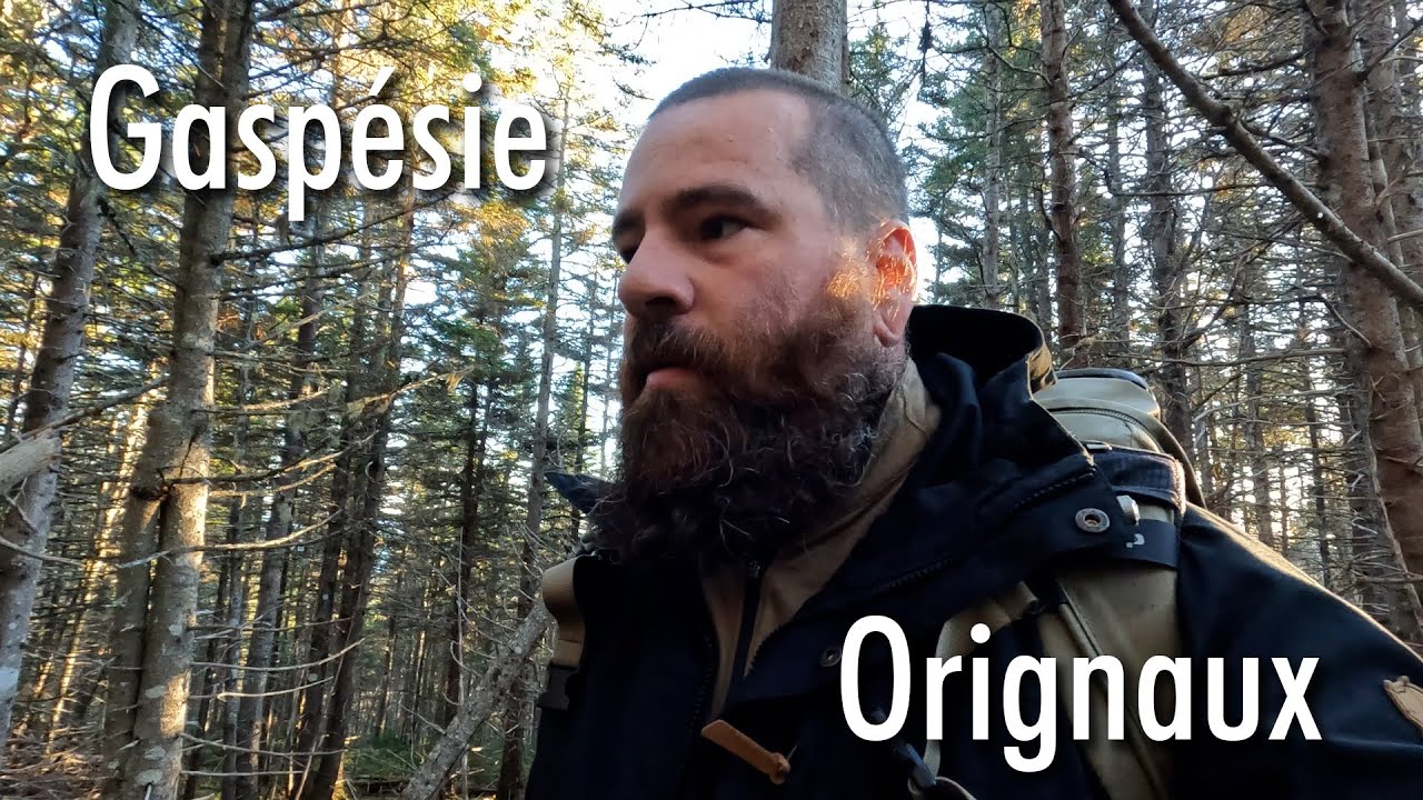 [Gaspésie EP2] Trois orignaux au soleil couchant [Nikon Z7ii + 70-200mm f2.8S]