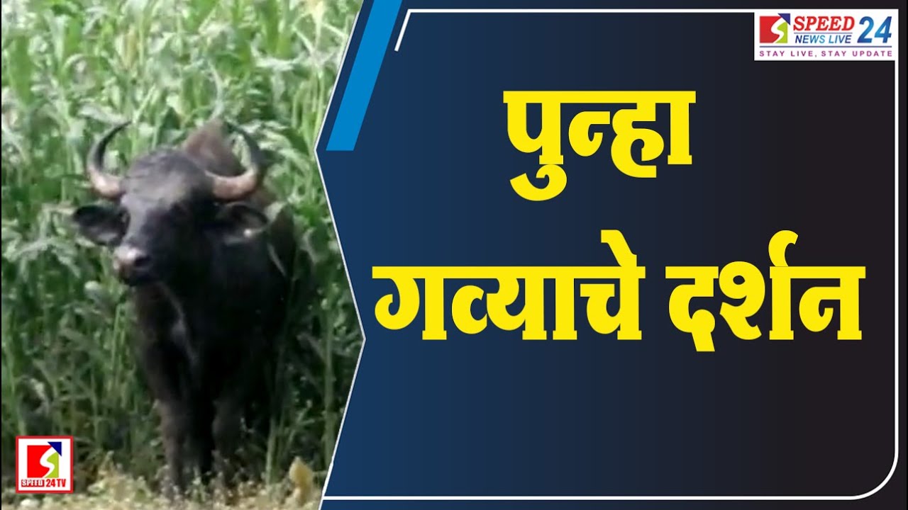 #rangava #gava #kolhapur #news #breakingnews #exclusive #latestnews #forest #farmer #farm