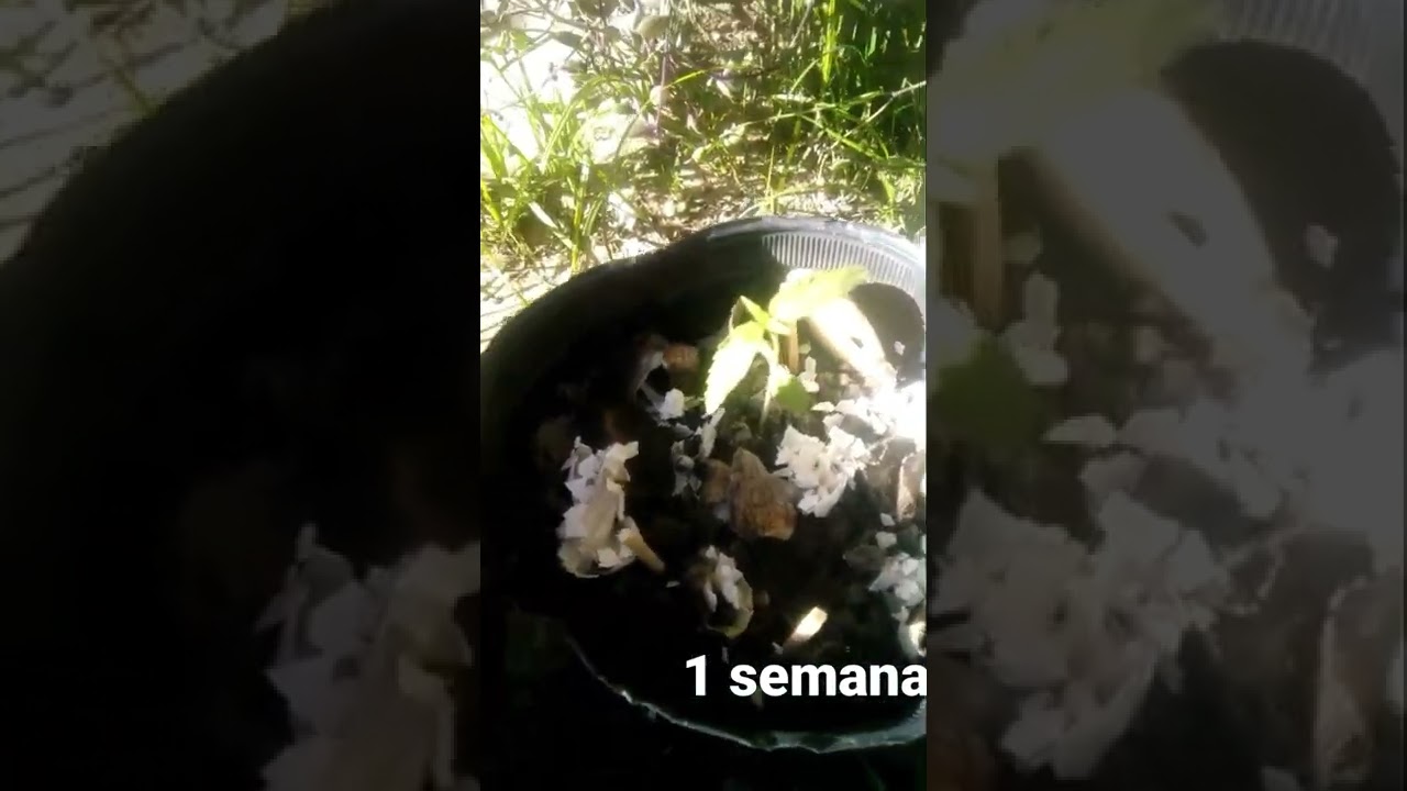 Te Cultive Marihuana Cannabis #canabis #marihuana #canabico #plantademarihuana #cultivo #cultivos