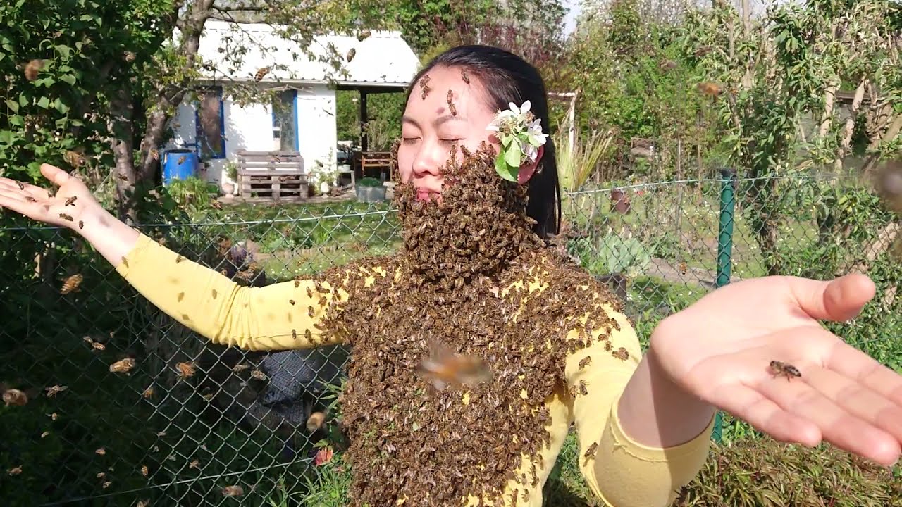 Bienenshow # 3
