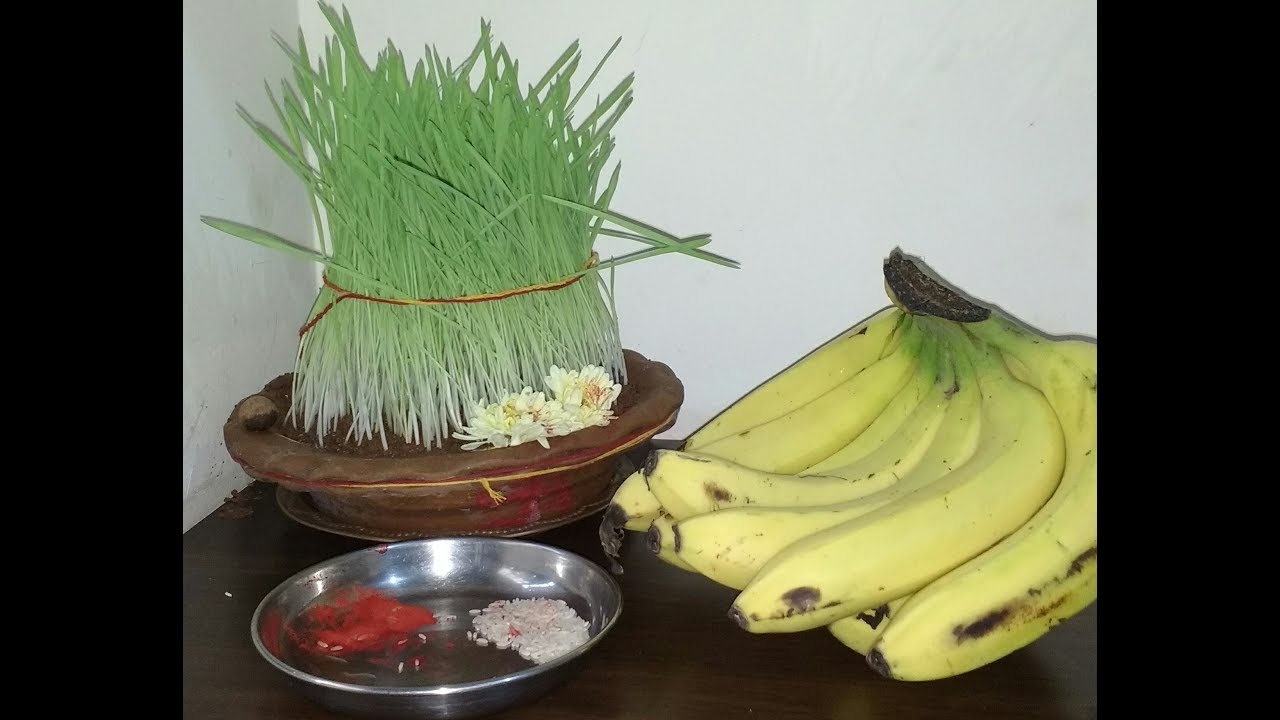 Jware |Navratri Jware |Navratri me Jaware kaise lagaye |Navratri jware lagane ka tarika | Wheatgrass