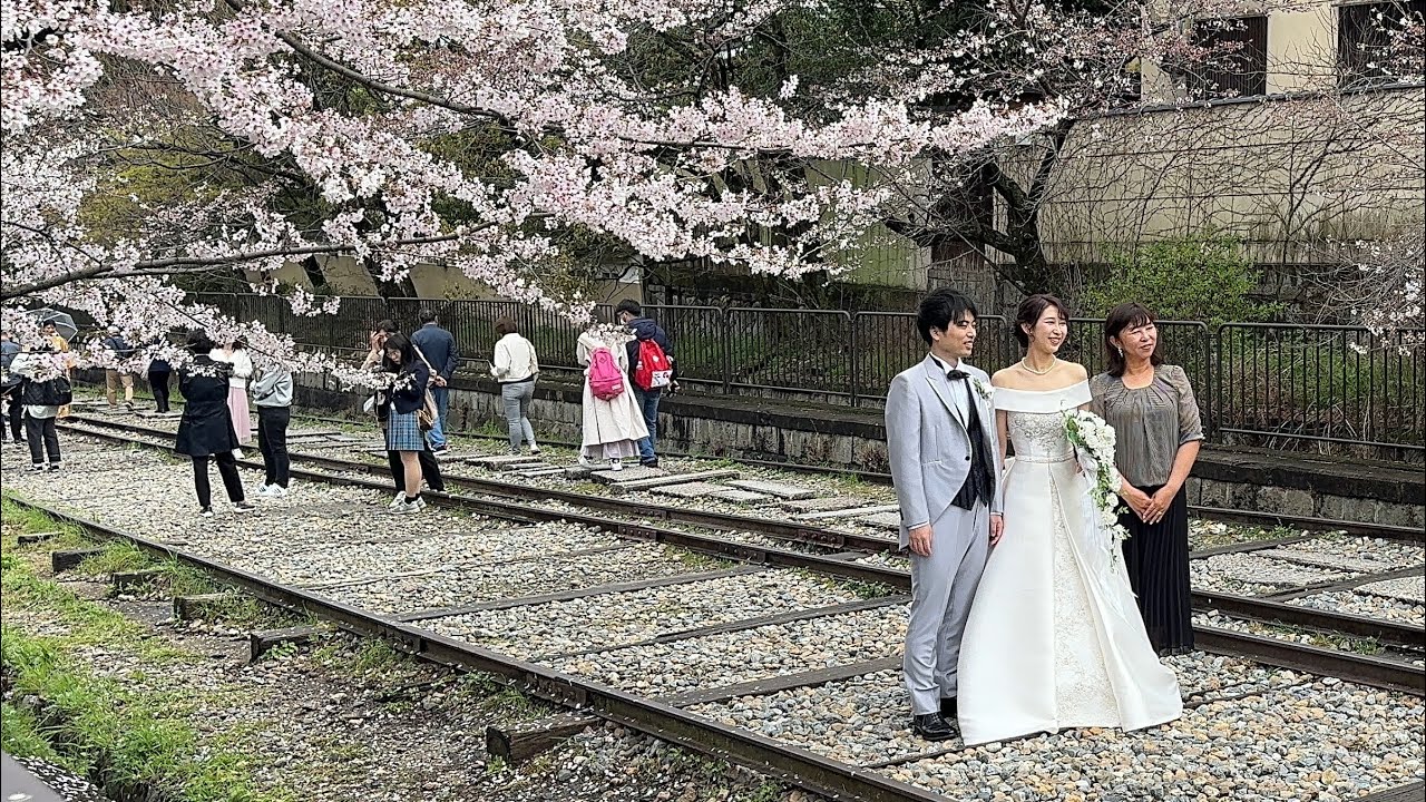 Kyoto 4K Sakura on the Keage Incline 蹴上インクライン - Apr 4, 2024 #京都桜 #京都蹴上インクライン #kyoto #sakura