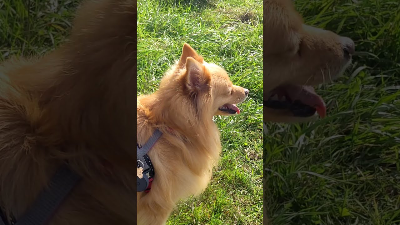 deep thoughts and cute dogs with the vlogging dog walker