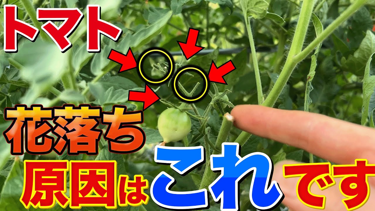 【これから被害でます】トマト栽培で花落ちしてしまう原因と対処法を教えます！今年ならではの異常事態も解説！！！