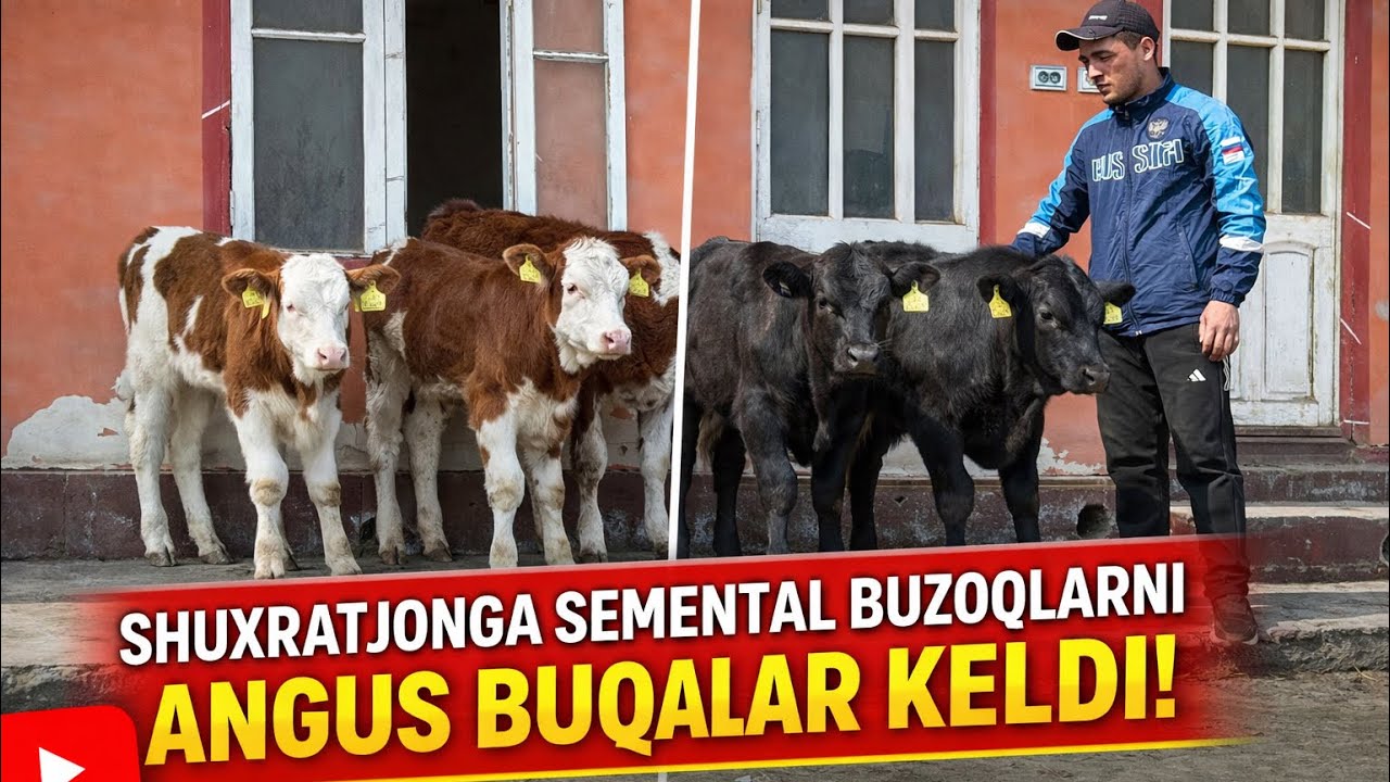 SHUXRATJONGA SEMENTALL BUZOQLARNI ANGUS AVLIKOL BUQALAR KELDI🏃🏃