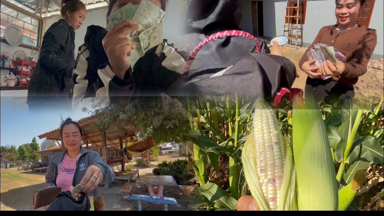หาแนวกินชุม ข้าวโพดขายดีมากส่งให้ลูกค้าถึงบ้าน🌽