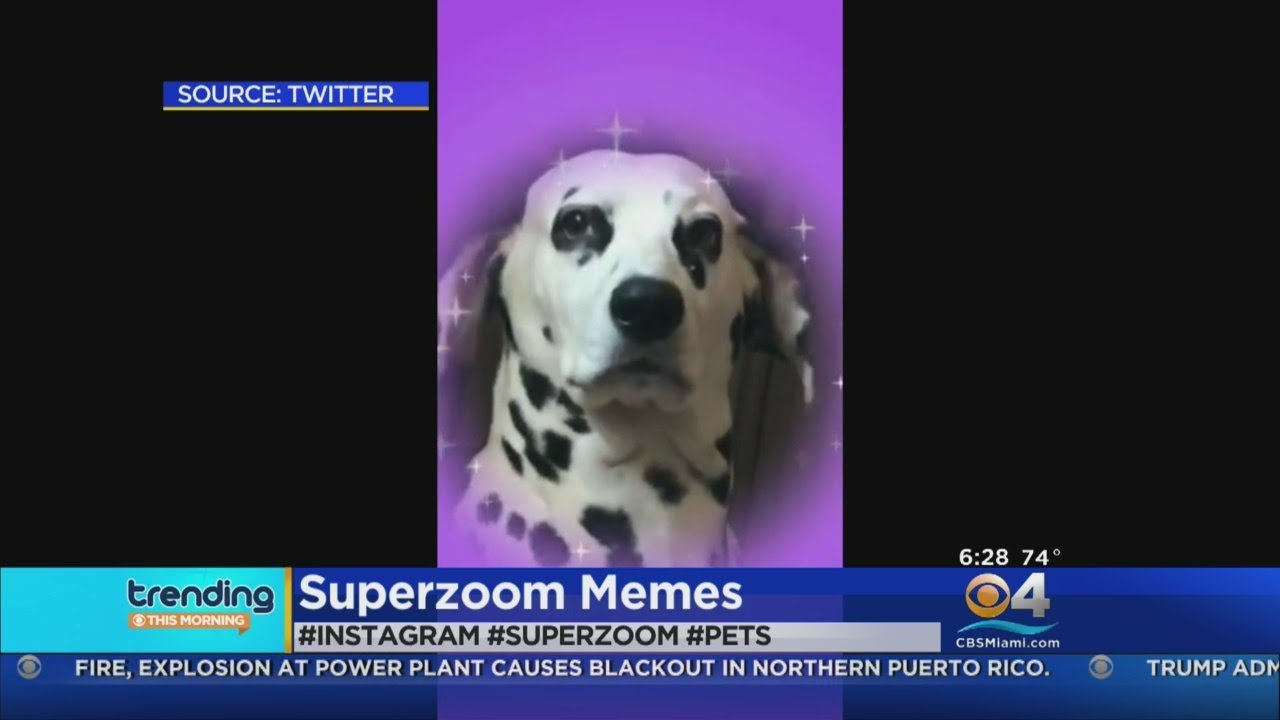 These Pets Were All Ready For Instagram's Super Zoom