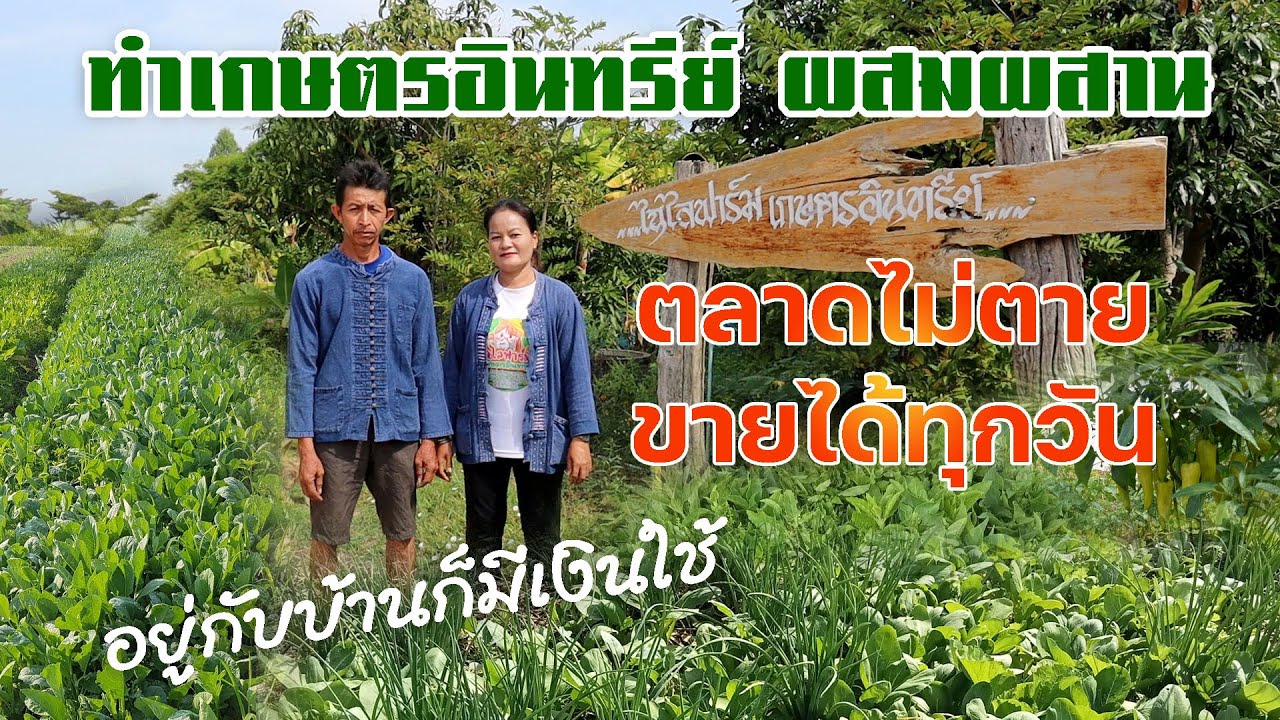 ทำเกษตรอินทรีย์ผสมผสาน อยู่กับบ้านก็มีเงินใช้ #เกษตรอารมณ์ดี