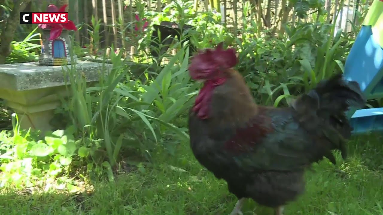 Ile d'Ol&eacute;ron : la justice autorise le coq Maurice, jug&eacute; &laquo;trop matinal&raquo;, &agrave; continuer de chanter