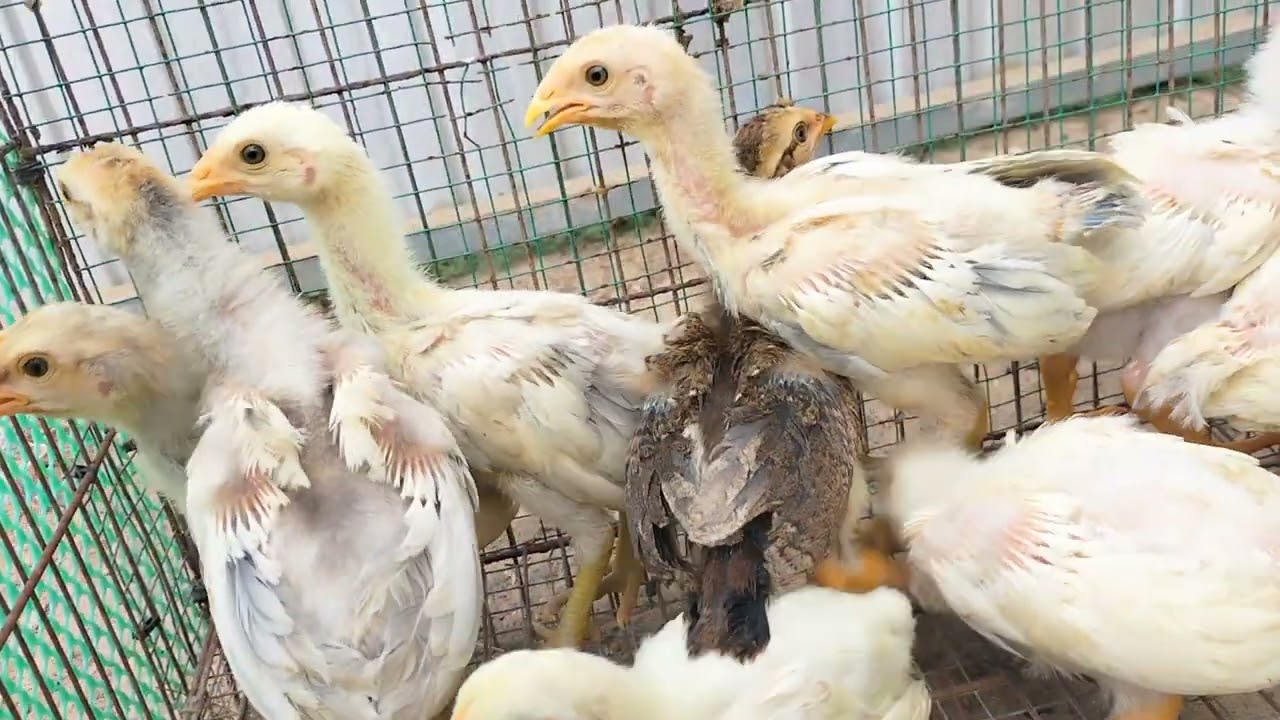 Asill thái Mỹ 9 con mùng 9 Tết giao về Tiền Giang để duy trì nòi giống. Lh@911√√*511√√*631