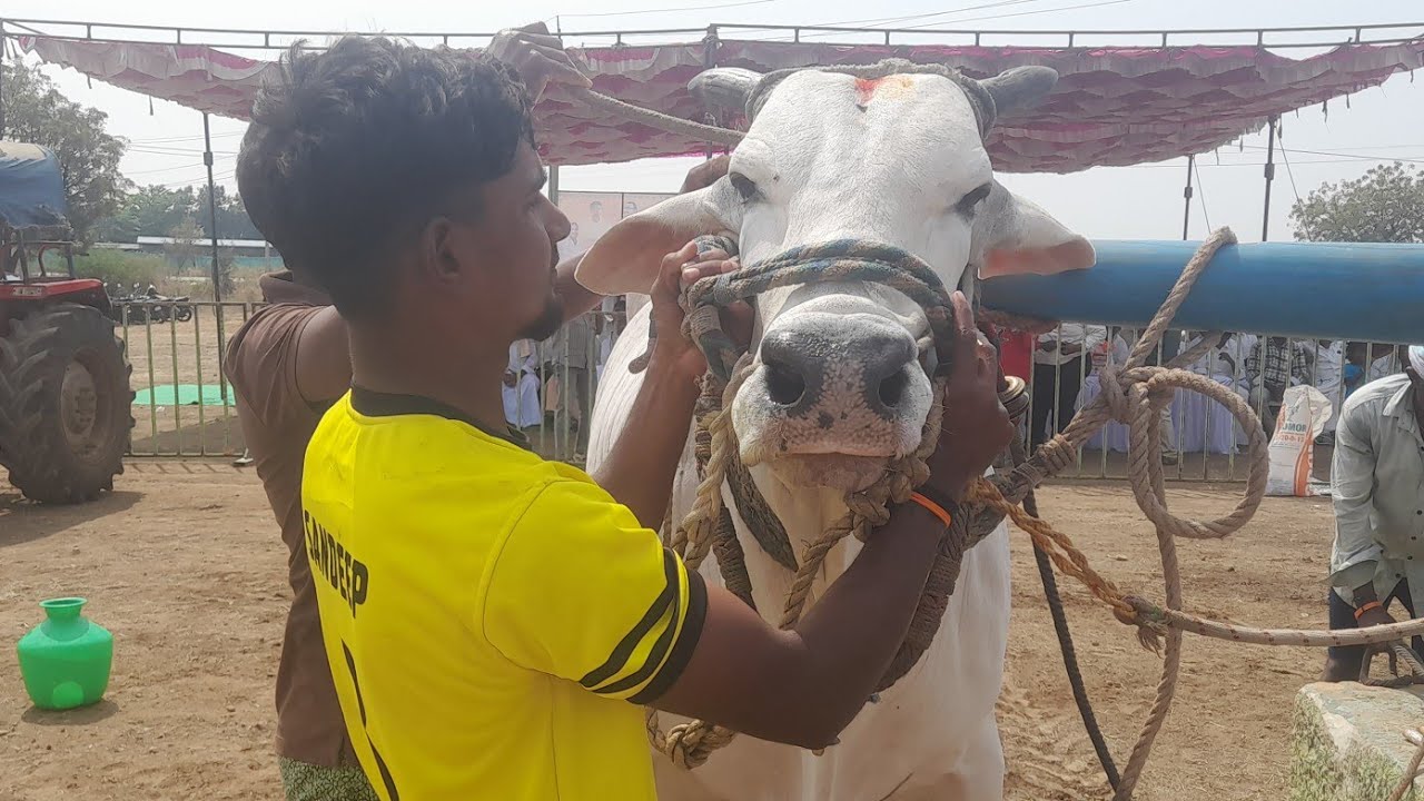 💥🌾దొడ్లవాగు సీనియర్ విభాగానికి 5వ జత K. రామసుబ్బారెడ్డి గారు💥10-02-2026💥