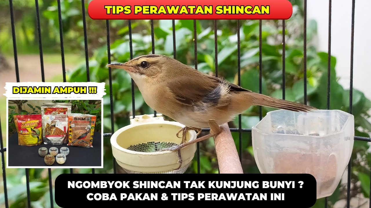 RACIKAN PAKAN AMPUH❗BIKIN KERAK BASI ALIS HITAM BAHAN CEPAT BUNYI❗