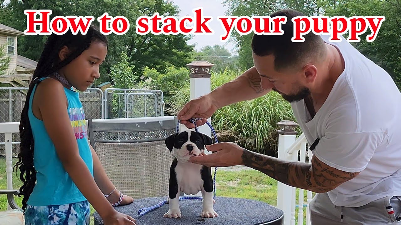 How to properly stack your puppy