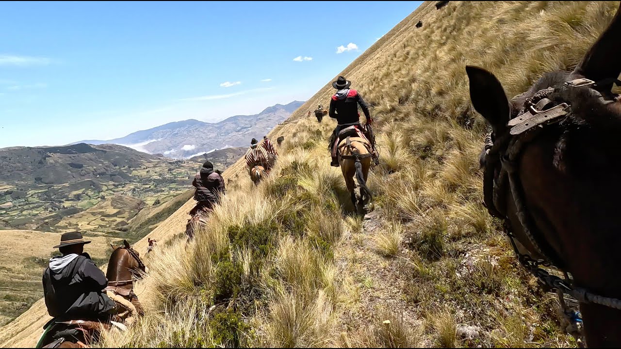 RODEO DE GANADO BRAVO | @D'toros tv  #chagras  #toros #horse #caballos #rodeo #cultura #tradiciones