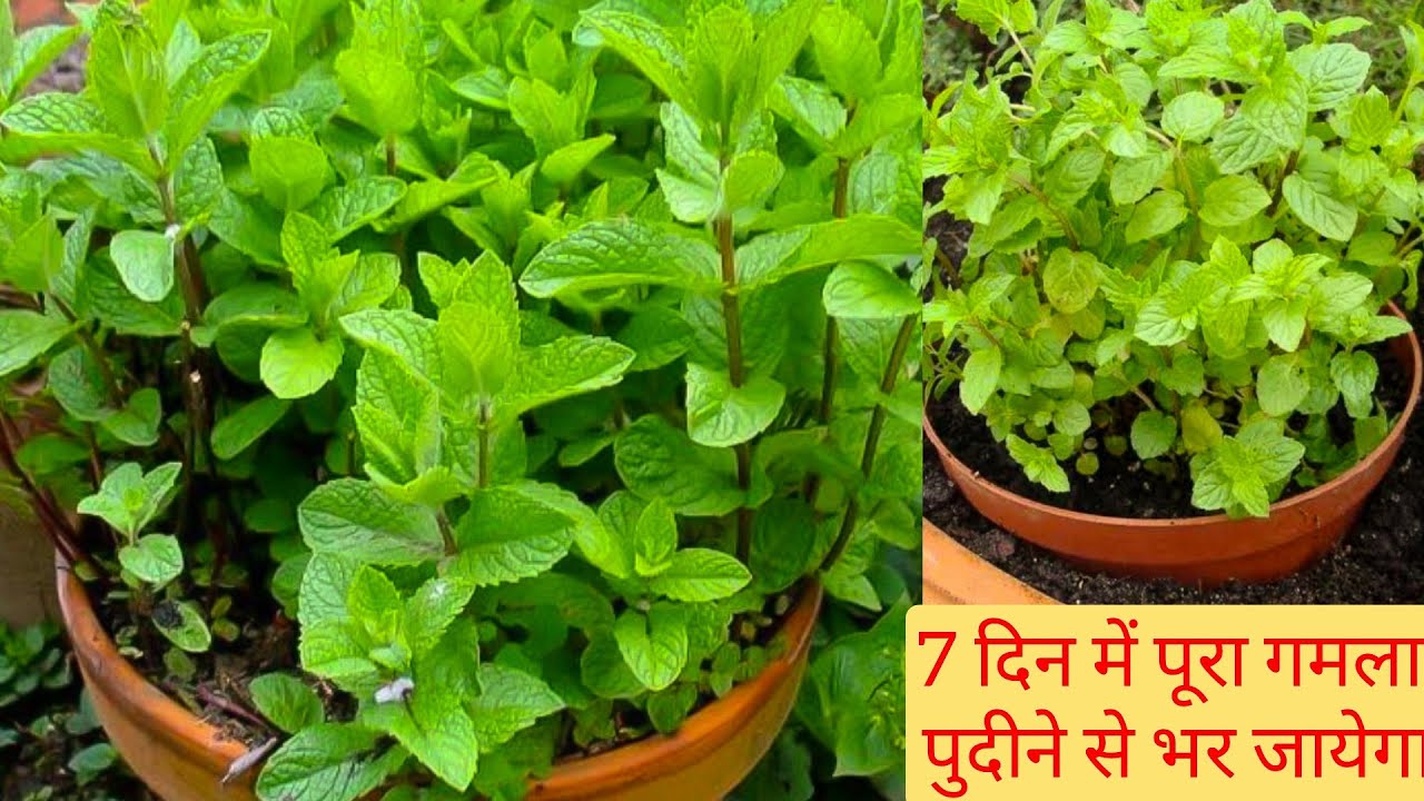 पुदीना का पौधा कटिंग से लगाने का जोरदार तरीका 7 दिन में पूरा गमला पुदीने से भर जाएगा Grow Pudina