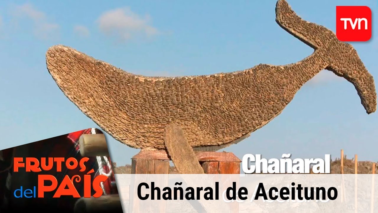 Chañaral de Aceituno | Frutos del País