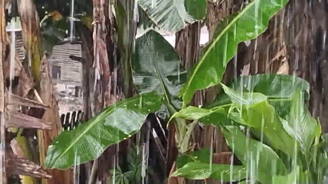 Heavy Rain at Midday: Intense Rain Sounds for Sleeping & Deep Relaxation