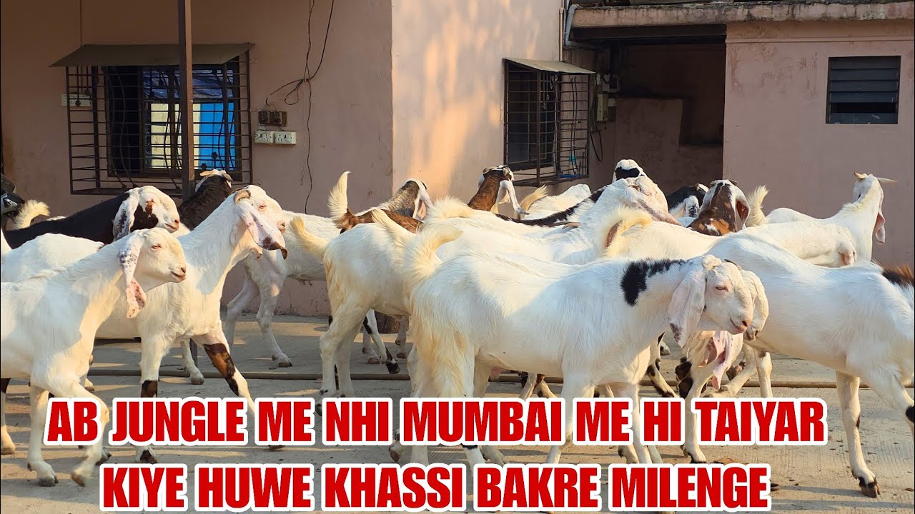 Ab jungle Se Nhi Padgha Se Milega Bakra Eid Ka Liye Bakro Ka Lot Arabi Goat Farm Padgha