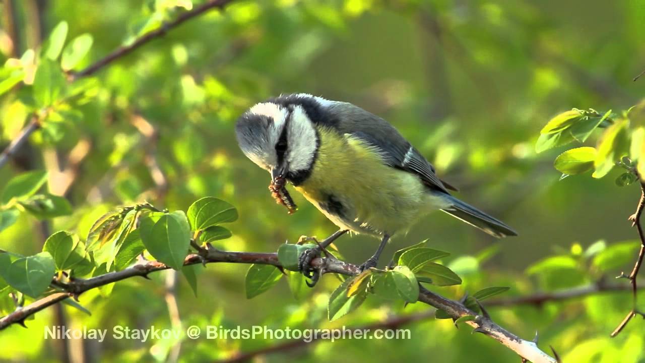 СИН СИНИГЕР (PARUS CAERULEUS)