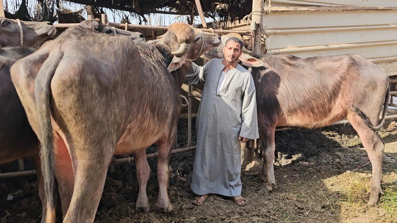ضربة قاضية لتجار الجاموس في الأسعار سلالات عمار البيوت عجلات منوفي اصلي وخليط إيطالي بسعر مش موجود