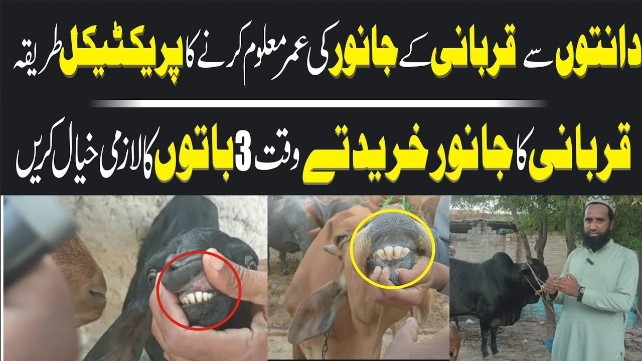janwar ki umar malom karny ka tarika ! janwar ky 2 daan dekhny ka tarika ! Bakra Eid 2022