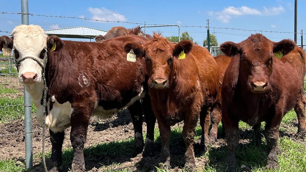 P255 Vacas Seleccionadas de Bonanza Angus