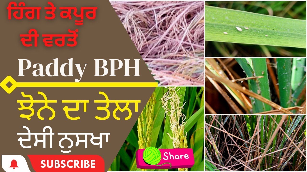 Paddy hopper Advance  control by desi home made formula