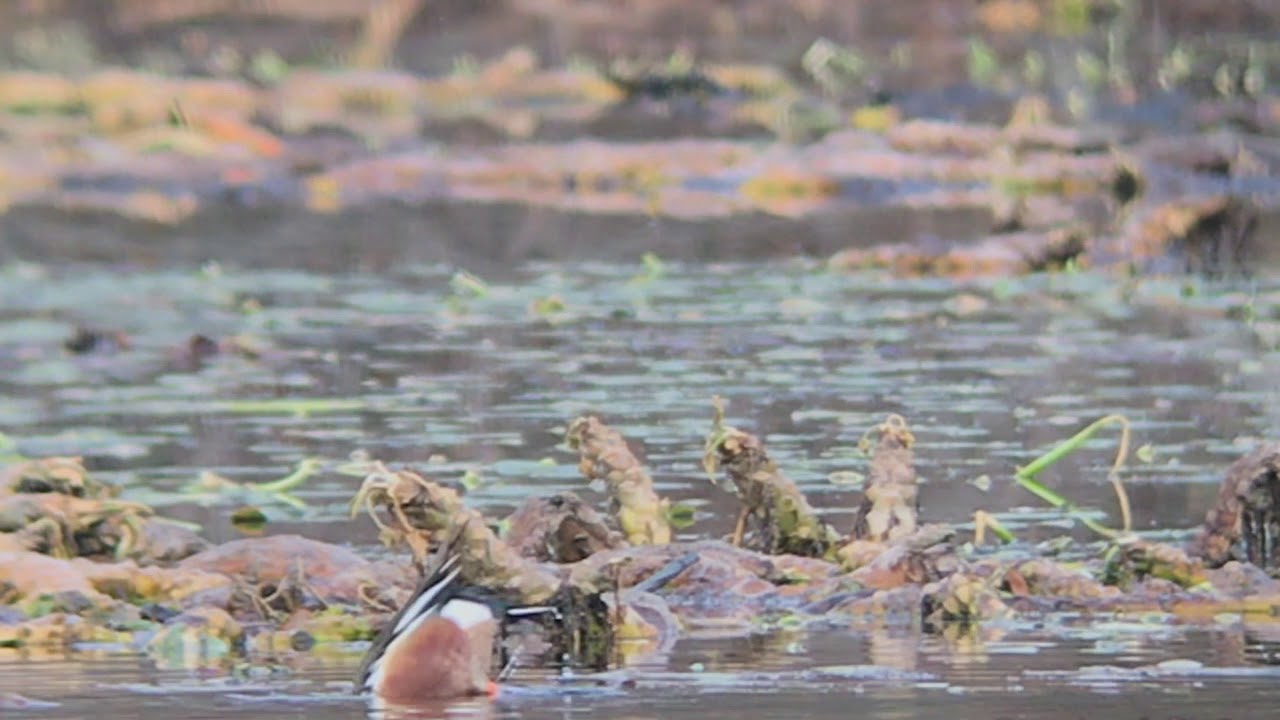 Northern Shoveler