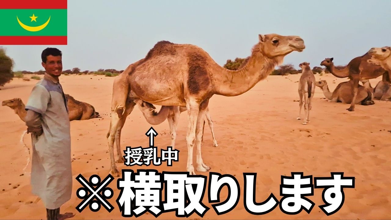 ラクダ授乳中ミルク横取り。砂漠で生き残るためのライフライン【３日目】