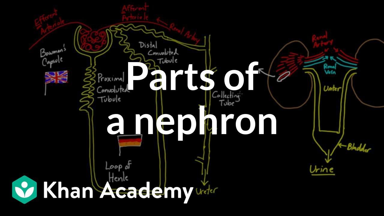 Części nefronu | Fizjologia układu krążenia | NCLEX-RN | Khan Academy