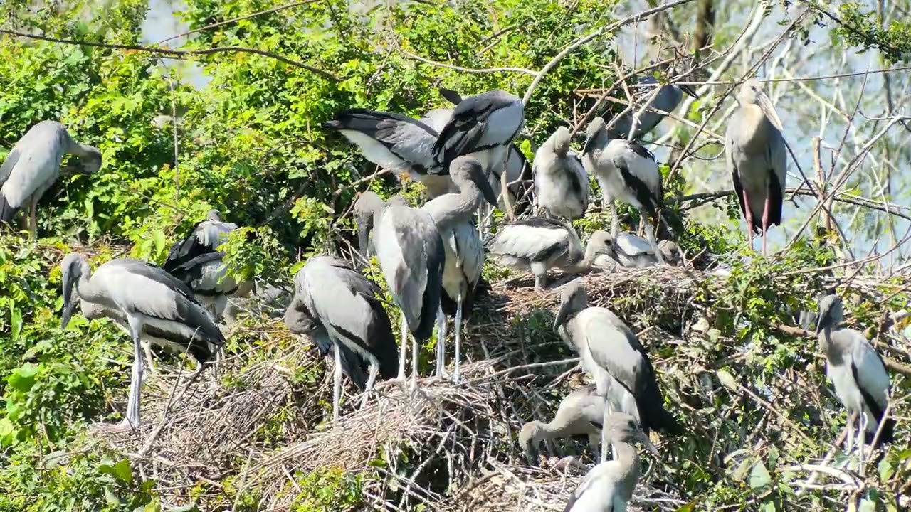 Bird Avian Communities Of Flooded Forest Areas 056