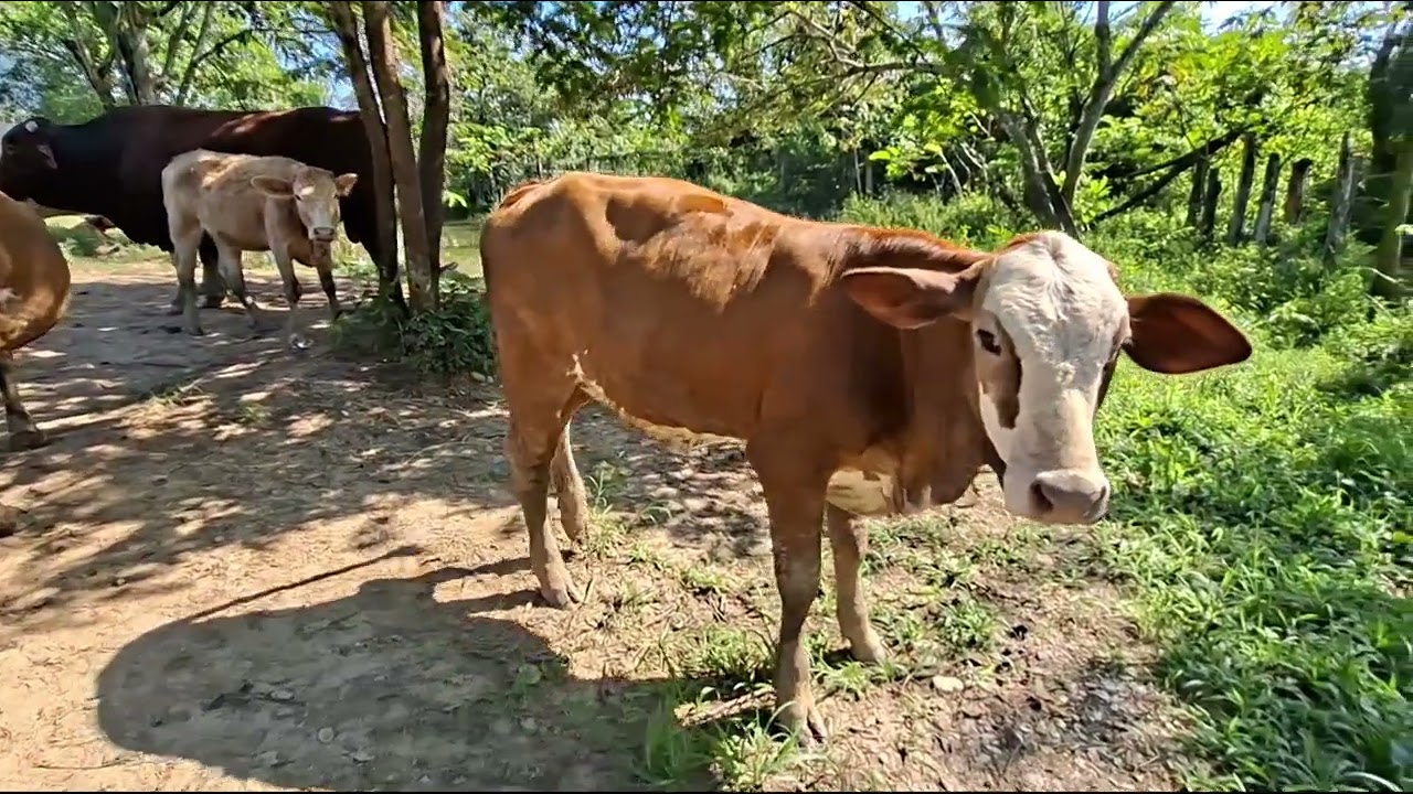 Blogcito de un buen día 🐮🐂🤠