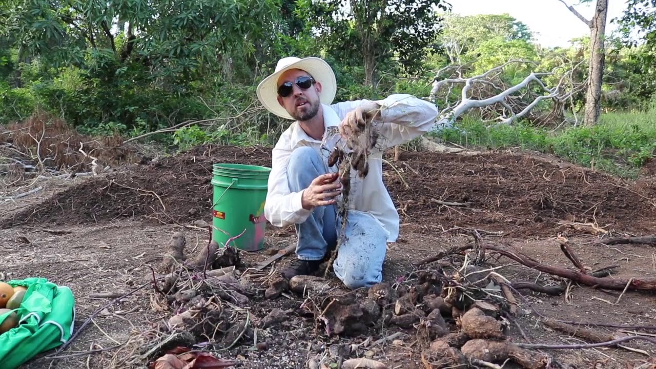 How to Dig Yam Beds and Plant Yams (Dioscorea spp.)