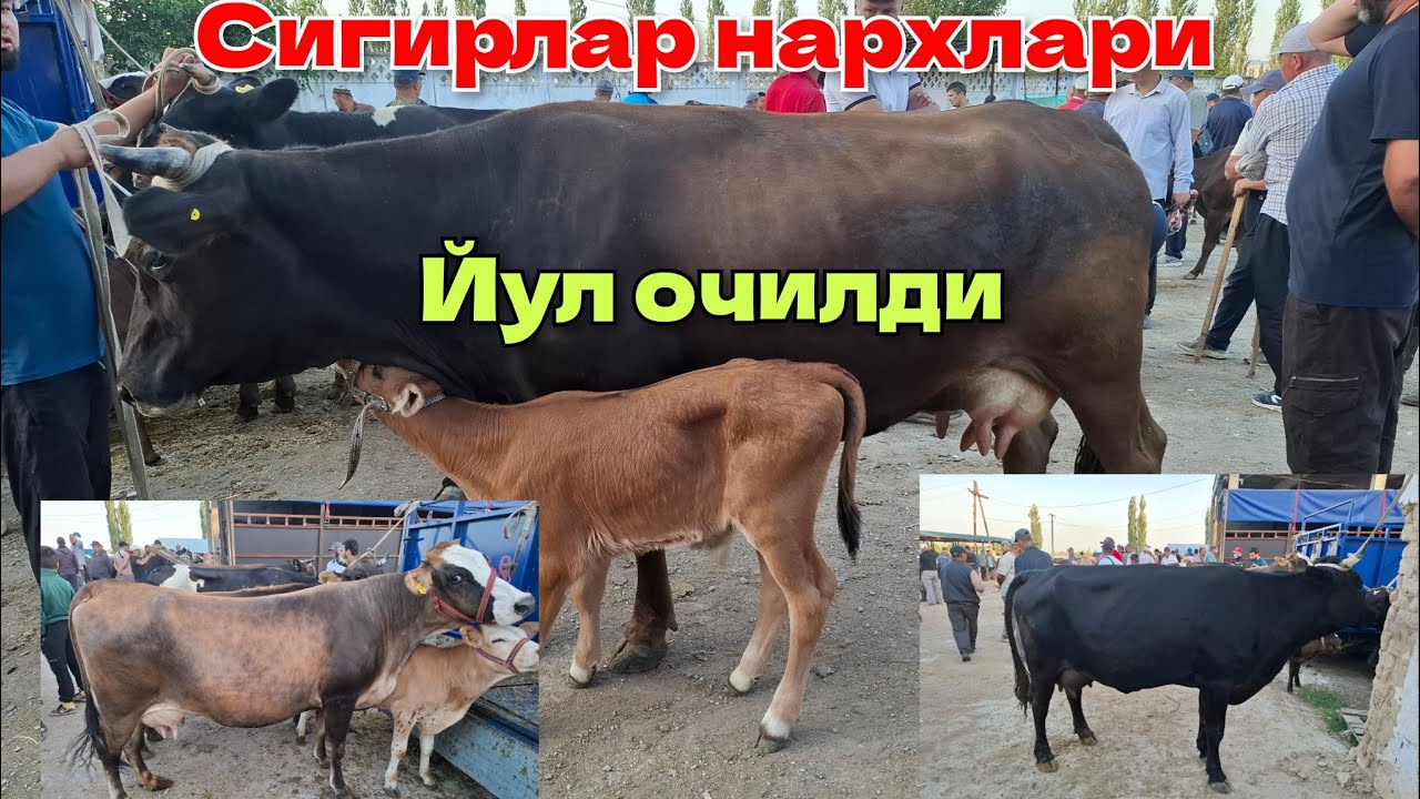 Кыргызстан Учкун мол бозори Сигирлар нархлари 13 Июль 1 чи видео 